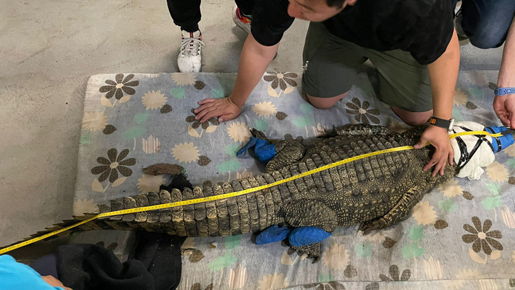 八鄉(xiāng)鱷魚加盟成動物保育大使 海洋公園舉辦新成員命名比賽