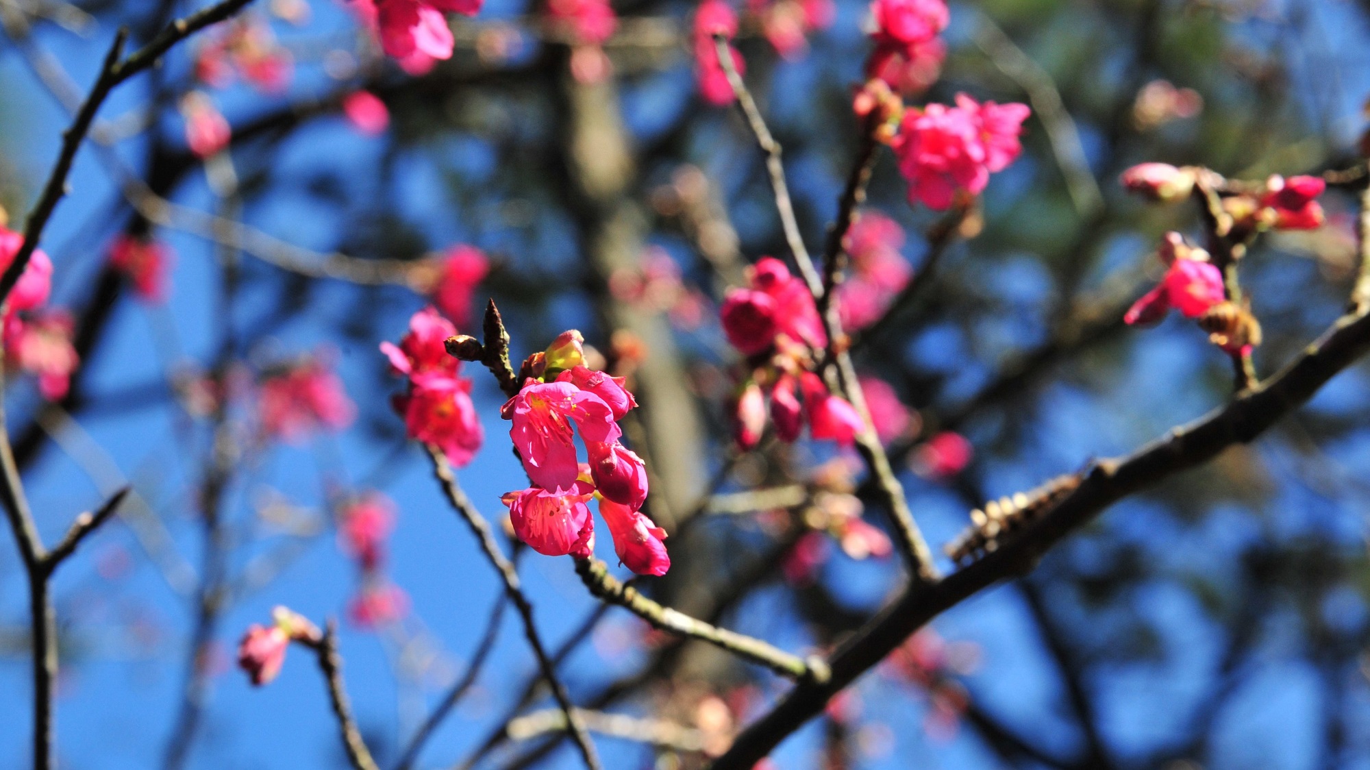 【玩樂】農(nóng)場賞花遊園