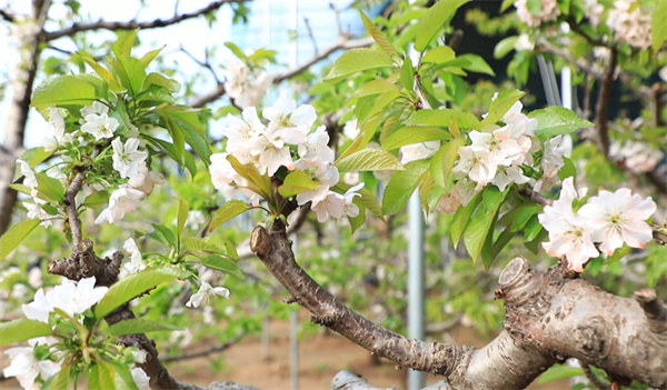 【視聽山東】冠縣:櫻桃花開產(chǎn)業(yè)興