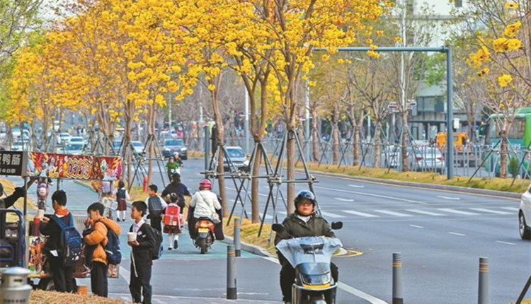 宮粉紫荊、簕杜鵑、木棉、風(fēng)鈴木……深圳街頭繁花「圳」好