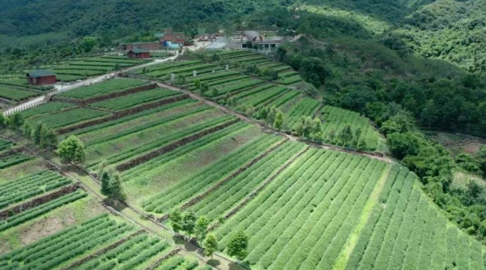 汕尾海豐：茶產業(yè)賦能「百千萬工程」 5.7萬畝春茶搶「鮮」上市