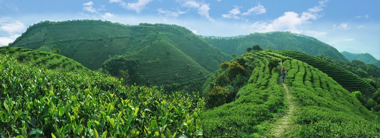 河源紫金蟬茶高質(zhì)量發(fā)展座談會召開