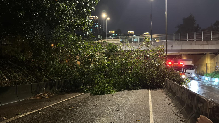 黃雨期間多區(qū)塌樹(shù) 香港仔石排灣道大樹(shù)壓的士3人一度被困