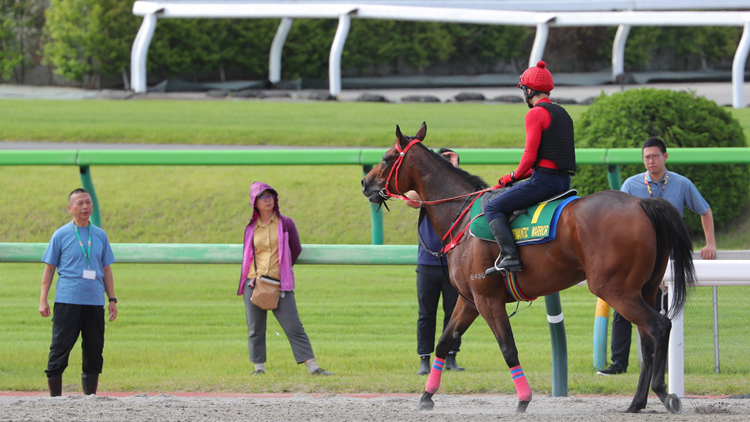 東京直擊｜港隊(duì)兩強(qiáng)進(jìn)軍安田紀(jì)念賽 浪漫勇士慢踱圈半