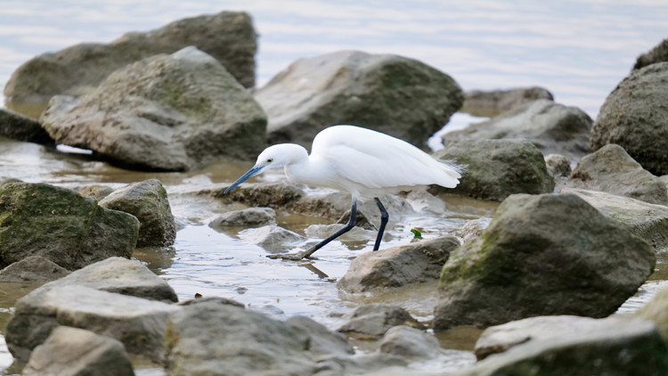 深圳不含糊 「鳥」事也是事 創(chuàng)新開展防鳥撞調(diào)查和「適鳥化」改造