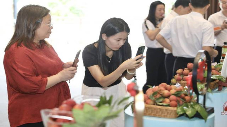 廣州荔枝6月下旬迎來集中上市 今年產(chǎn)量預(yù)計(jì)約6萬噸