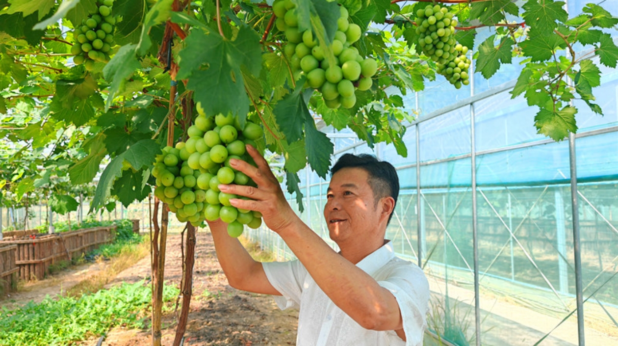 皖歙縣桂林鎮(zhèn)：葡萄基地果香飄 「一村一品」產(chǎn)業(yè)興