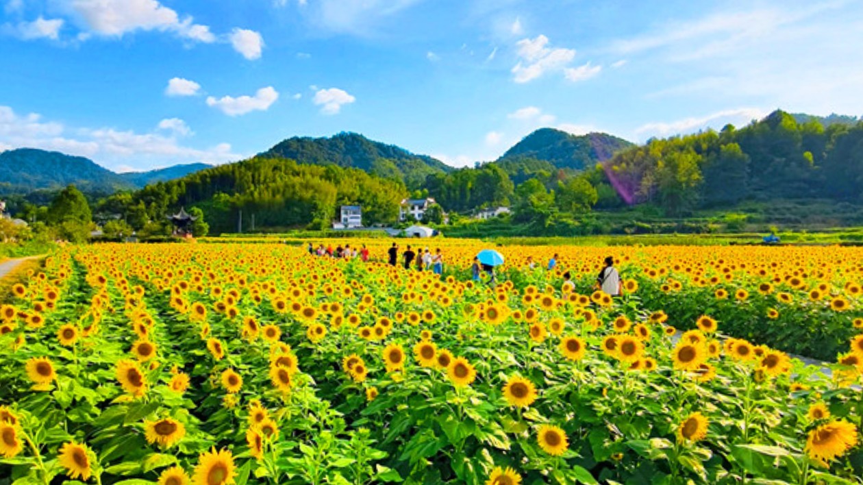 皖徽州區(qū)：潛口古村草龍舞  蜀源花海賀華章