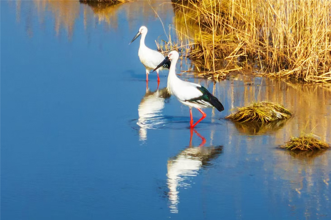 數(shù)千隻「鳥(niǎo)類(lèi)國(guó)寶」東方白鸛在黑龍江寶清縣集結(jié)