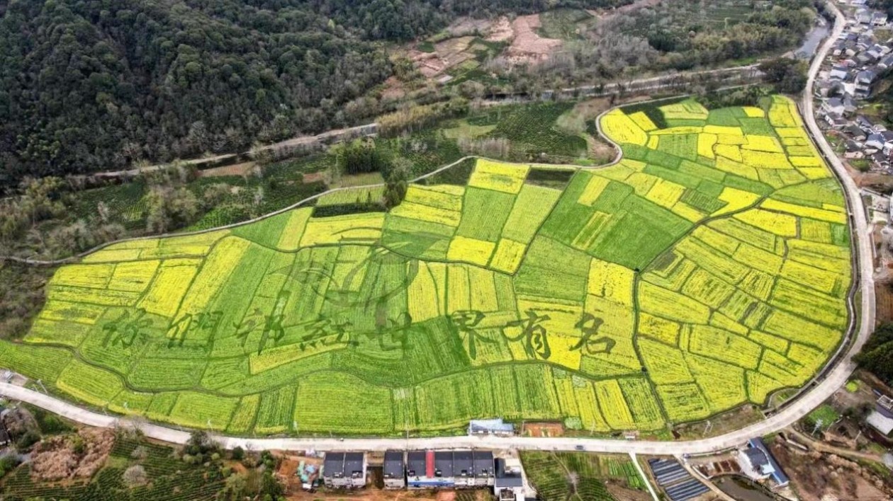 風(fēng)檣動起宏圖「祁門香」世界享  小城大事何以祁門？！