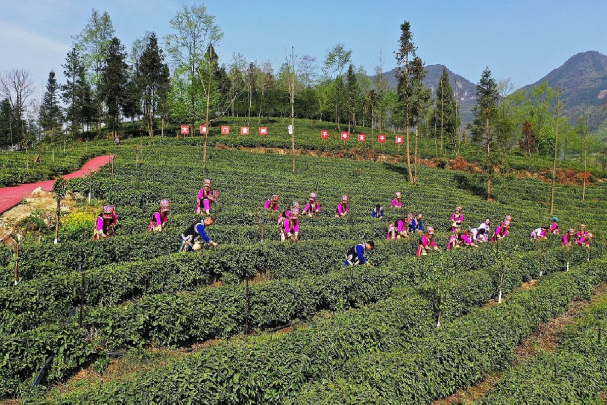 四川北川推廣苔子茶複合栽培系統(tǒng) 生態(tài)效益經(jīng)濟(jì)效益雙贏