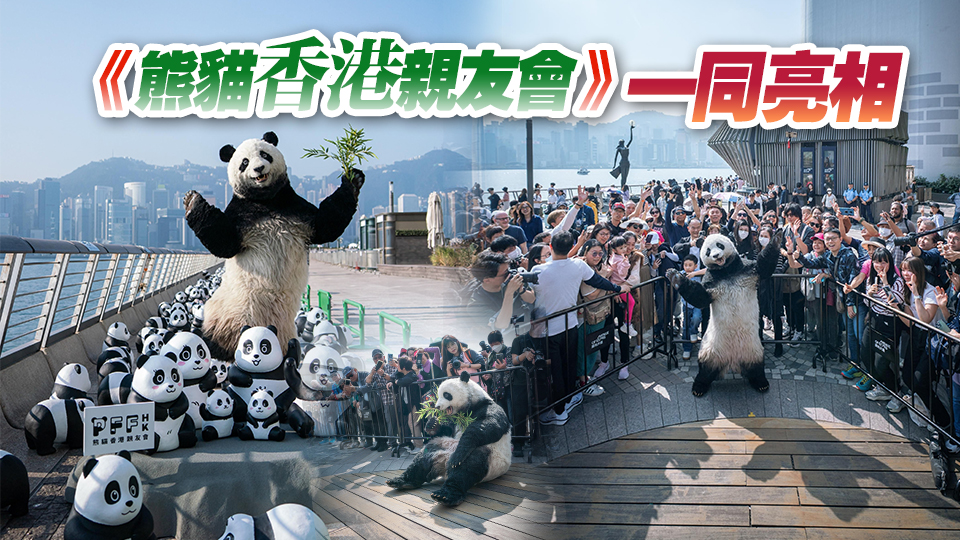 大型熊貓主題展覽《PANDA GO！香港遊》舉行 2500隻熊貓現(xiàn)身星光大道