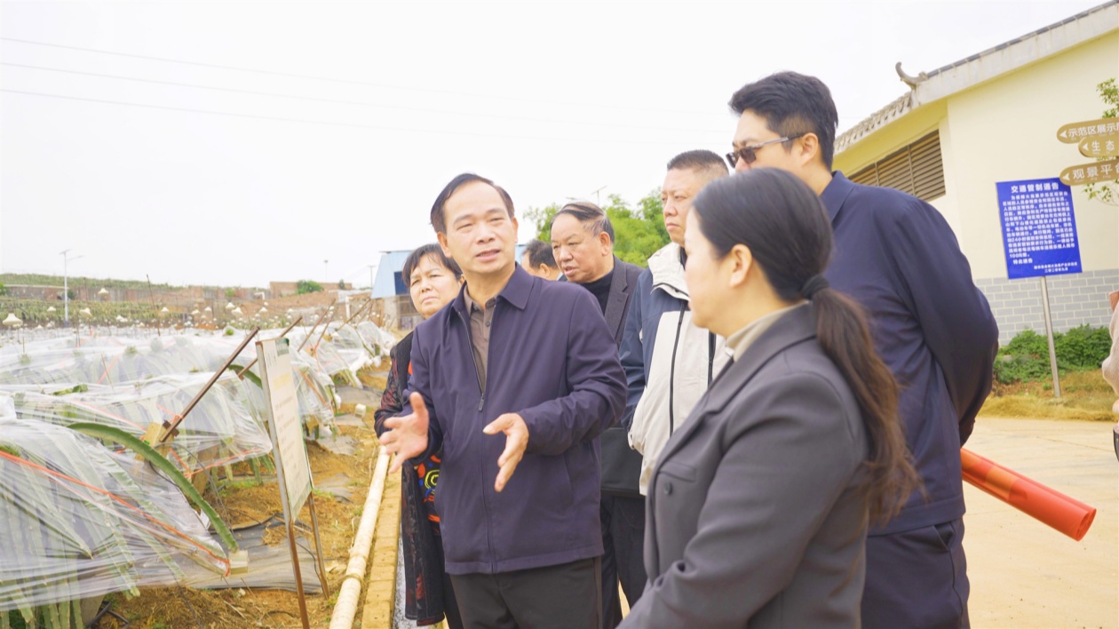 國內(nèi)採購商赴廣西各水果基地考察