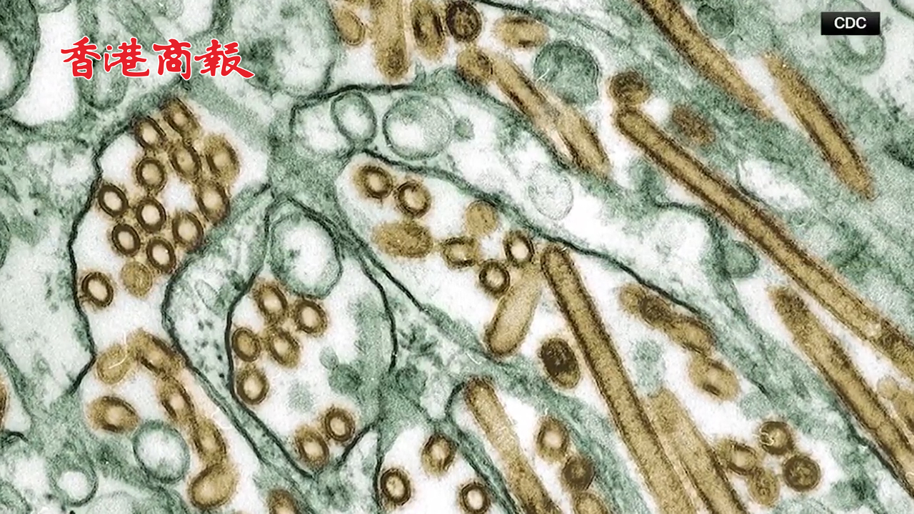 有片丨美國出現(xiàn)首例禽流感H5N1重癥病例 加州宣布進(jìn)入緊急狀態(tài)