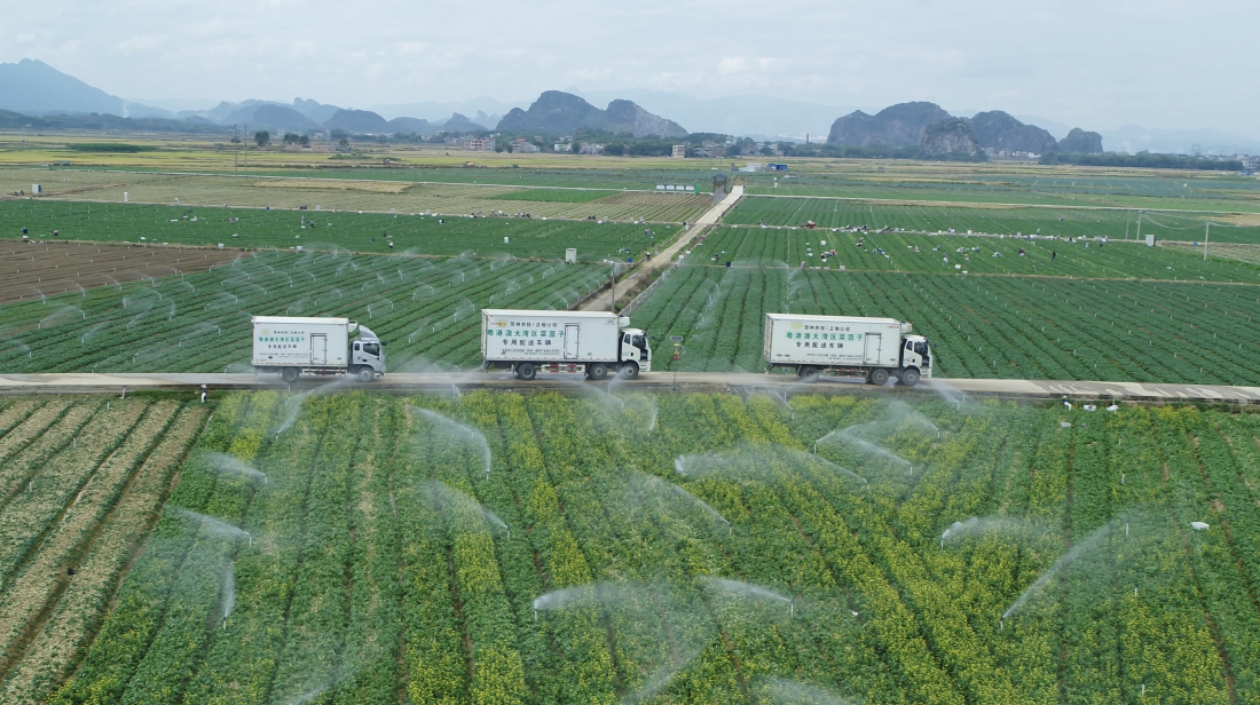 桂賀州供港蔬菜迎豐收 鮮菜4小時(shí)內(nèi)可抵港