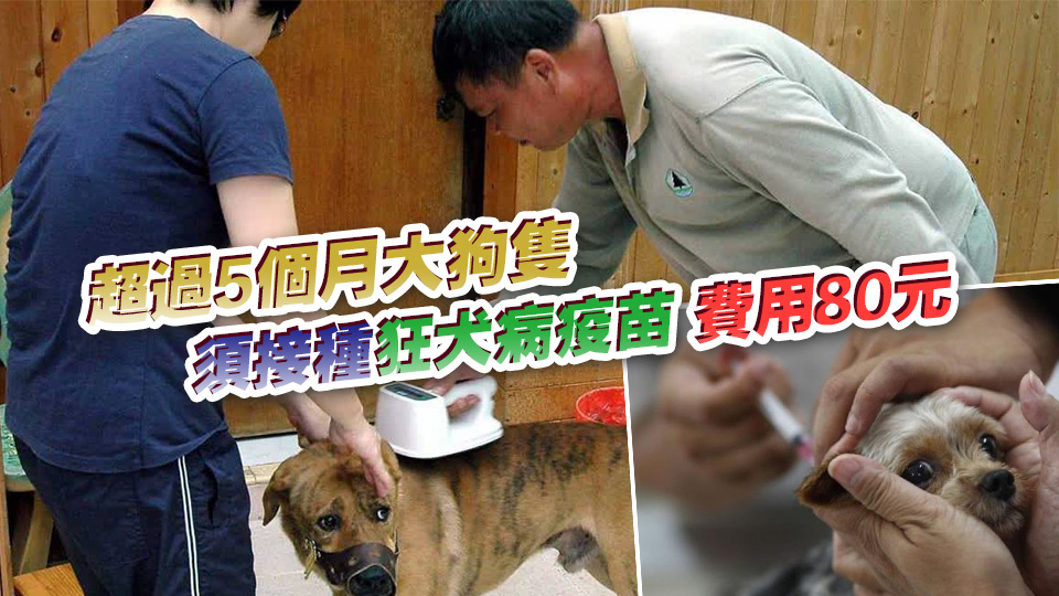 1·9起漁護(hù)署在各漁港為漁民狗隻注射狂犬病疫苗、植入晶片及續(xù)牌