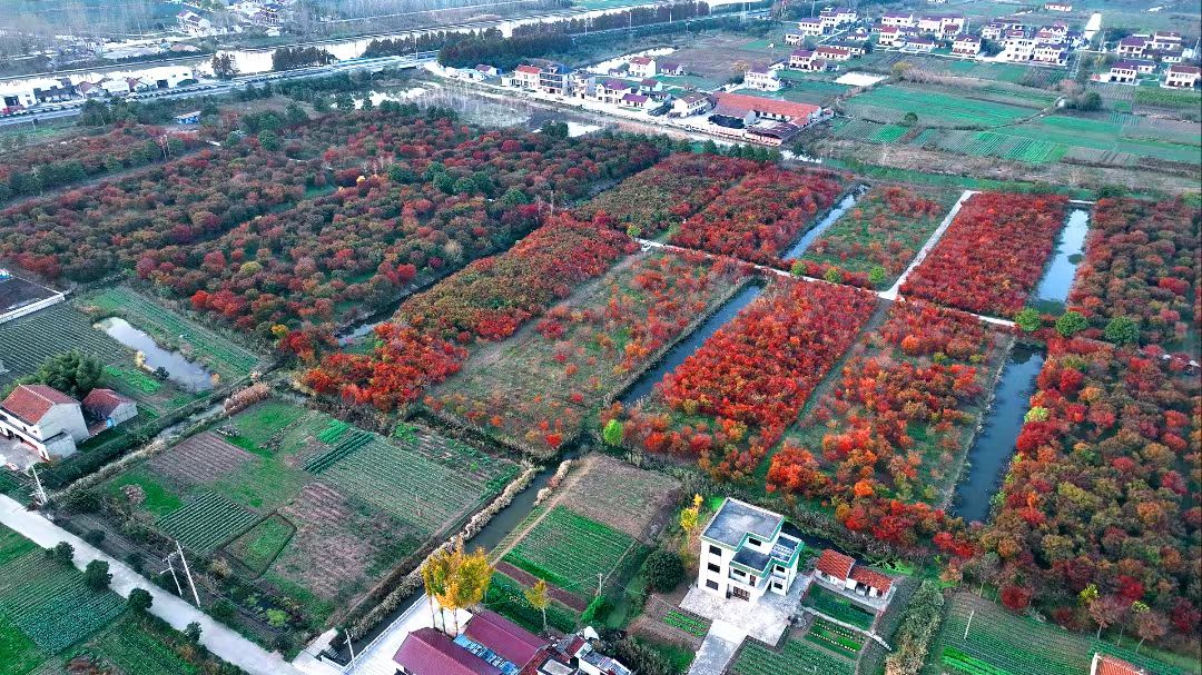 位於王鮑鎮(zhèn)啟東奧林原生小葉雞爪槭基地，樹木蔥蘢，一片綠意撲面而來。.jpg