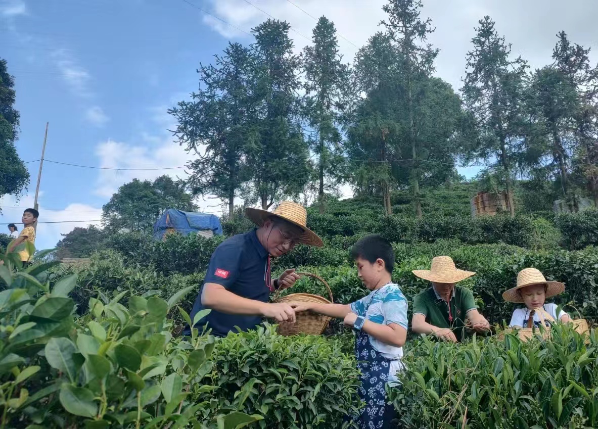 游客在六堡鎮(zhèn)大中村生態(tài)茶園體驗採摘六堡茶。謝妮 攝.jpg