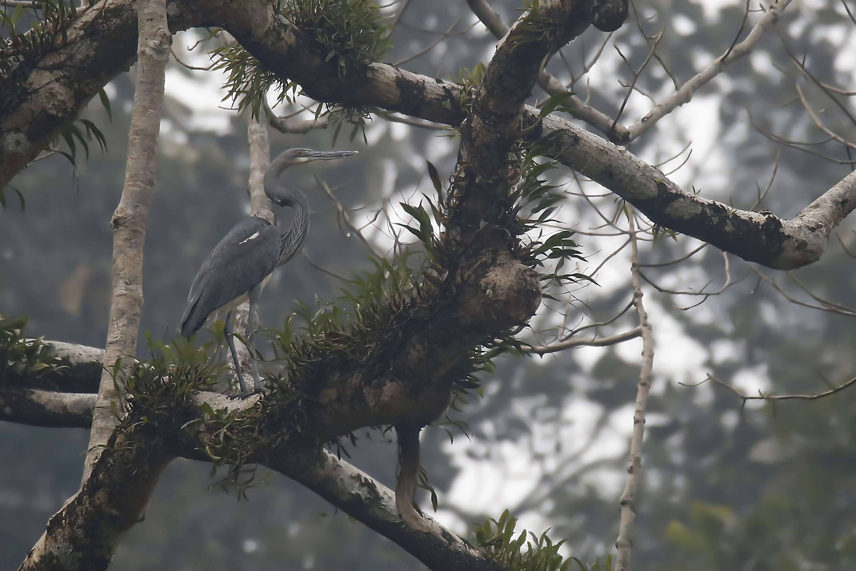 White-bellied Heron.jpg